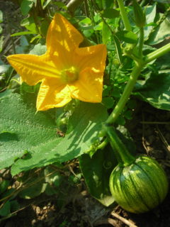 garden squash