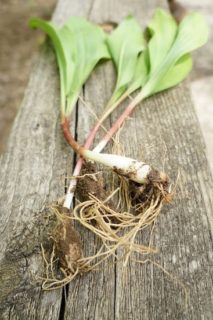 ramps