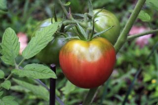 Cherokee Purple Tomato