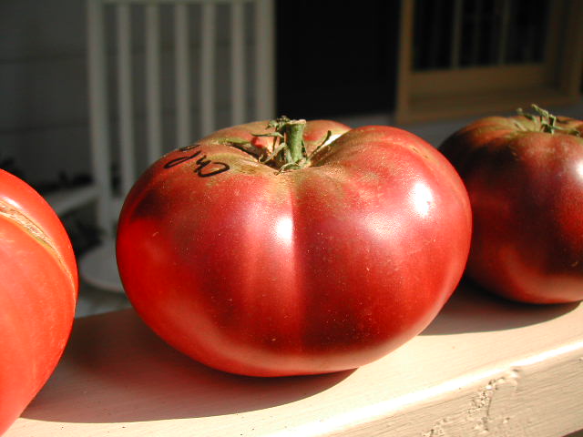A beautiful ripe Cherokee Purple Tomato