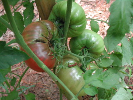The heirloom Cherokee Purple tomato is very productive