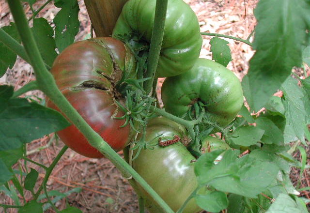 The heirloom Cherokee Purple tomato is very productive