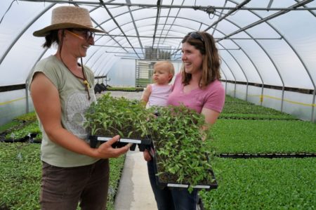 tomatoes at banner greenhouses