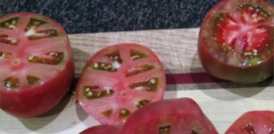 Craig-LeHoullier-Cherokee-Purple-Tomato-1