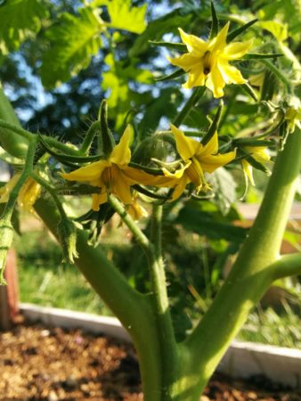 Tomato Plants Flowering as Healthy Transplants