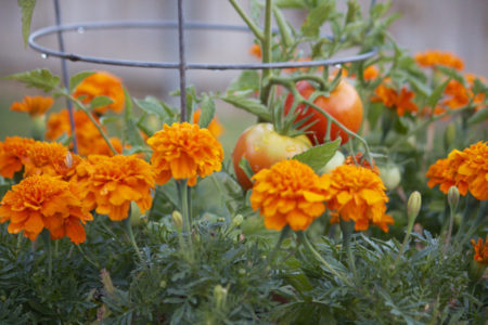 marigold companion planting with tomatoes