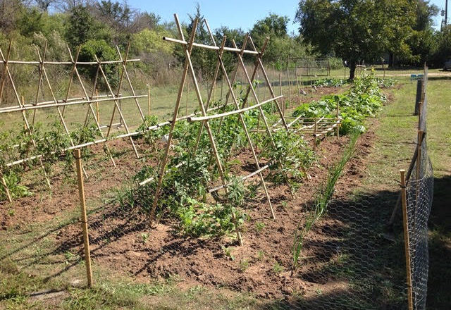 tomato bamboo trellis