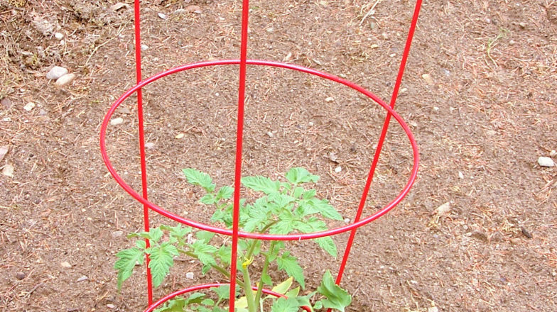 tomato cage