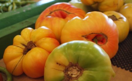 bicolor tomatoes