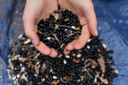 cherokee trail of tears bean - asheville seed swap