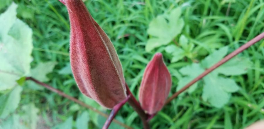 okra pods