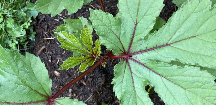 aunthettiesredokra_leaves